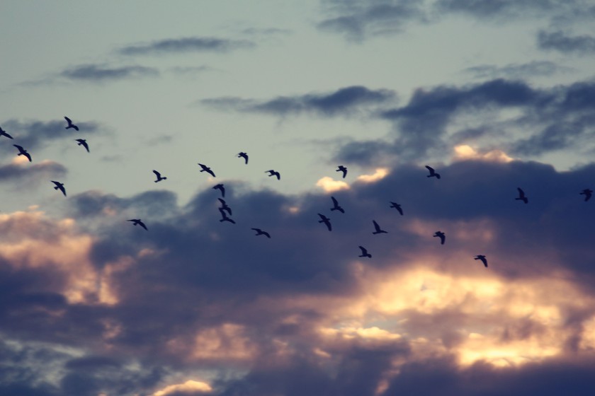 Birds Flying Through the Sky